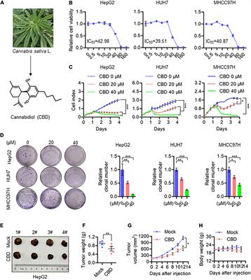 A Novel Mechanism of Cannabidiol in Suppressing Hepatocellular Carcinoma by Inducing GSDME Dependent Pyroptosis